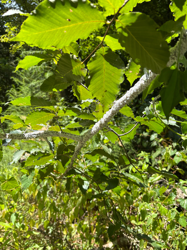 Beech Blight Aphid