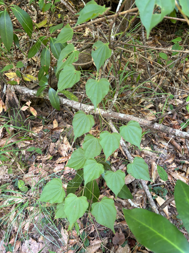 wild yam