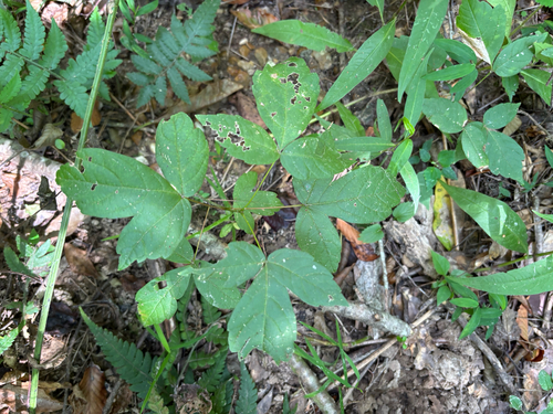 box elder