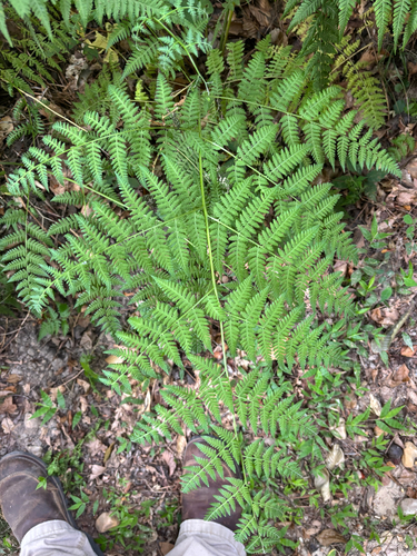 Mariana Maiden Fern
