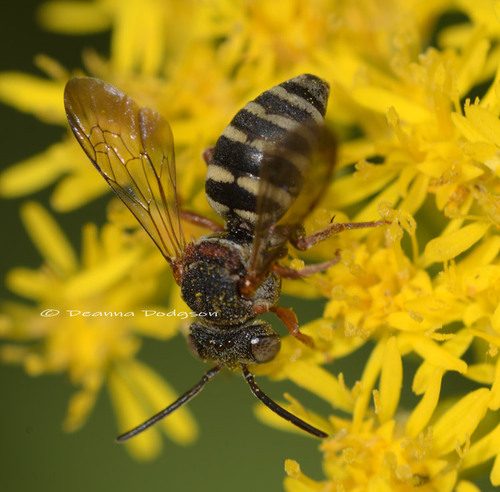 Notch-backed Cellophane-cuckoo Bee
