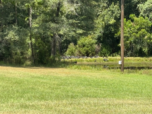 Black Vulture