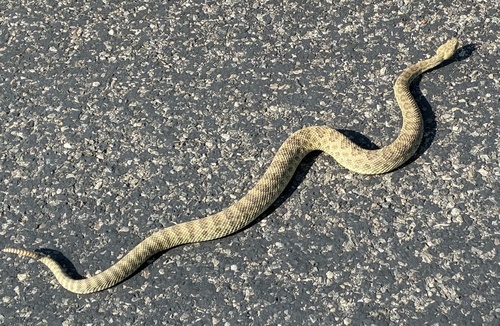 Prairie Rattlesnake
