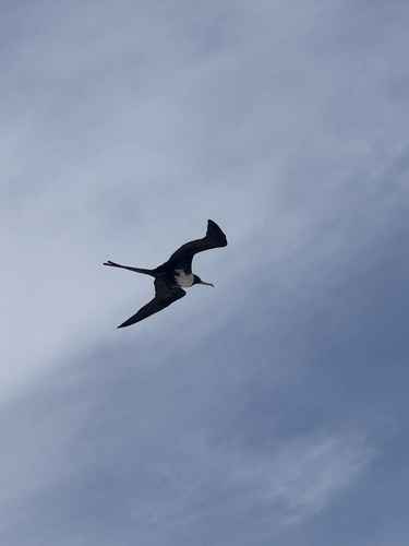 Rothschild's Magnificent Frigatebird