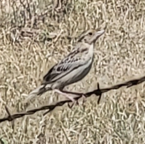 Grasshopper Sparrow