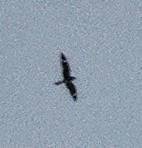 Common Nighthawk