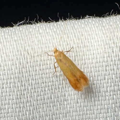 The Golden Sweeper (Coptotriche citrinipennella)