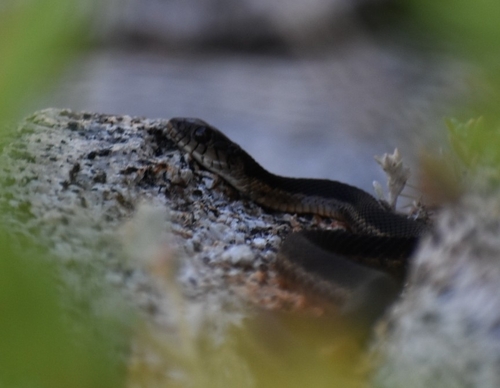 iNaturalist observation photo of Sierra Garter Snake