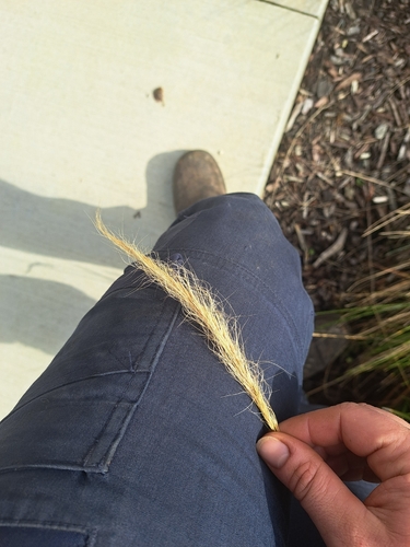 Long Hair Plume Grass