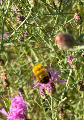 Perplexing Bumble Bee