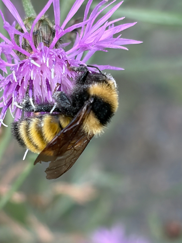 Northern Amber Bumble Bee
