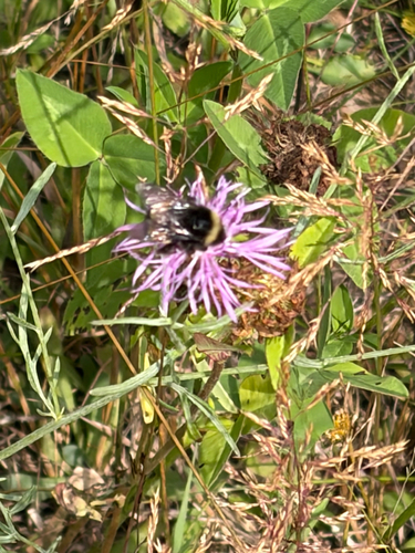 Yellow-banded Bumble Bee