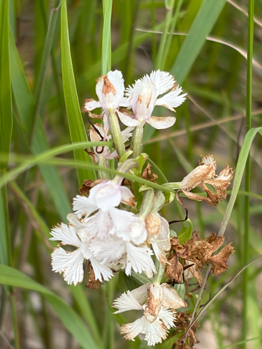 Lesser Purple Fringed Orchid