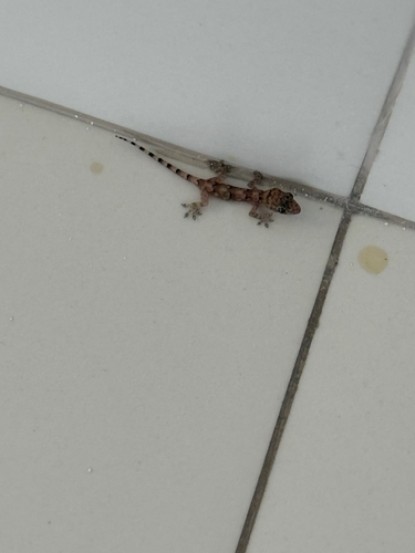 Tropical House Gecko