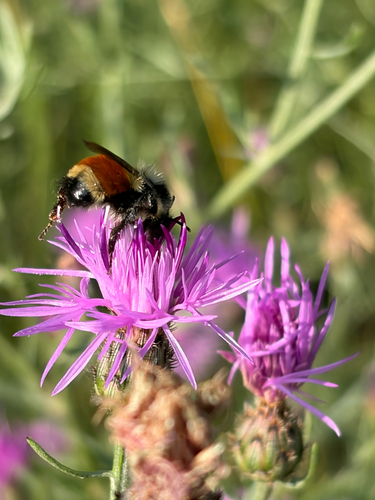Tricolored Bumble Bee