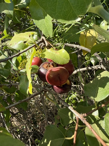 iNaturalist observation photo of hollyleaf cherry