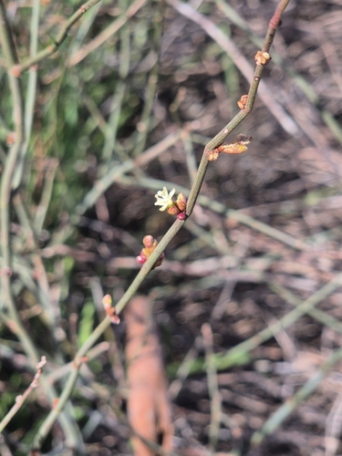 Tangled Lignum