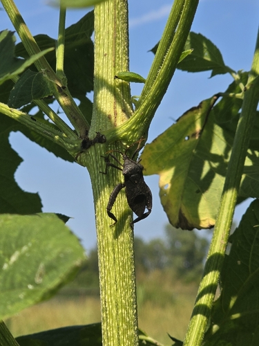 Florida Leaf-footed Bug