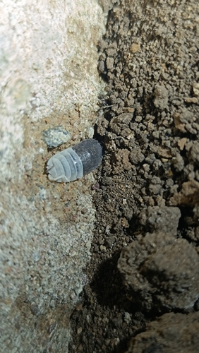Common Rough Woodlouse