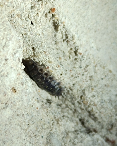 Common Shiny Woodlouse