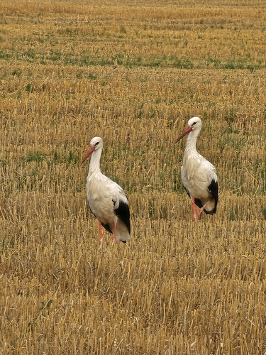 European White Stork