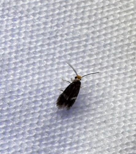 Stigmella rosaefoliella