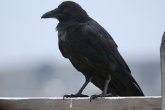 Common Raven