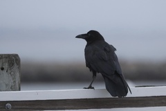Common Raven