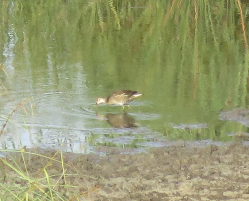 Eurasian Moorhen