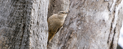 Brown Treecreeper