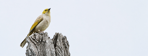 White-plumed Honeyeater