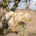 Acacia drepanolobium