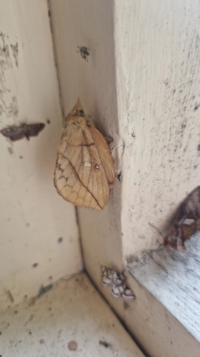 Drinker Moth