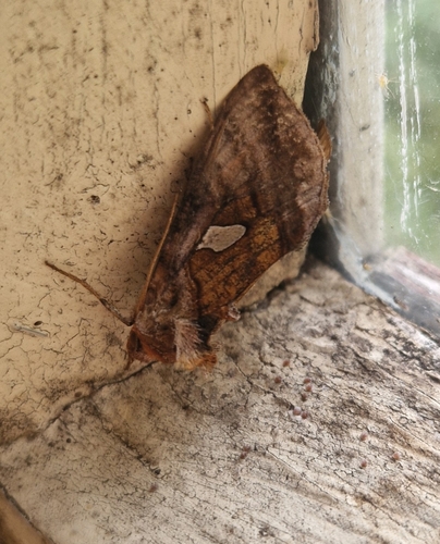 Autographa excelsa