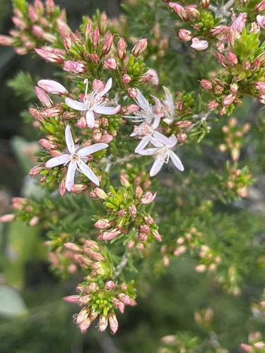Fringe Myrtle