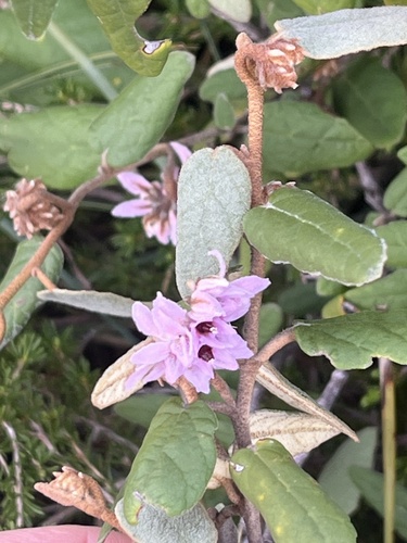 Coast Velvet-bush