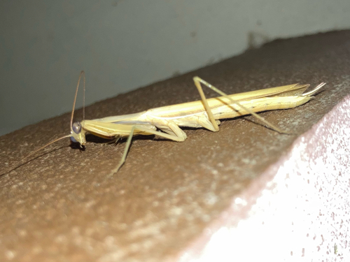 European Mantis