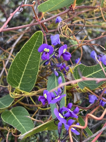 False Sarsaparilla