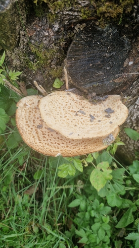 Dryad's Saddle