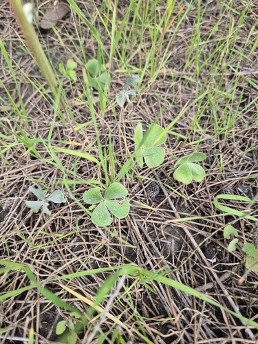 Common Nardoo