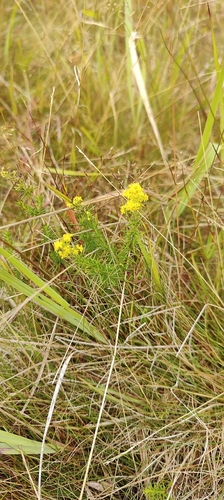 Lady's Bedstraw