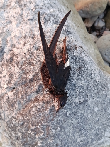 Little Swift