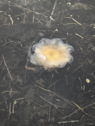 Lion's Mane Jelly
