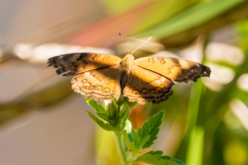 Brown Pansy
