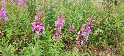 fireweed