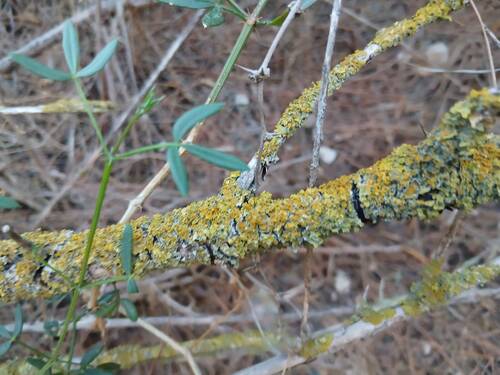 Common Sunburst Lichen