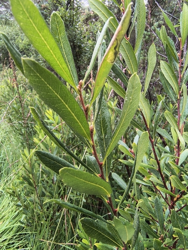 bog myrtle