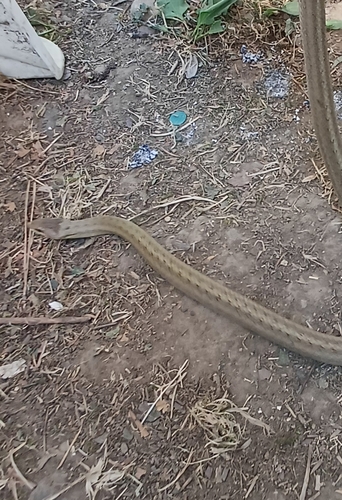 Smooth Snake