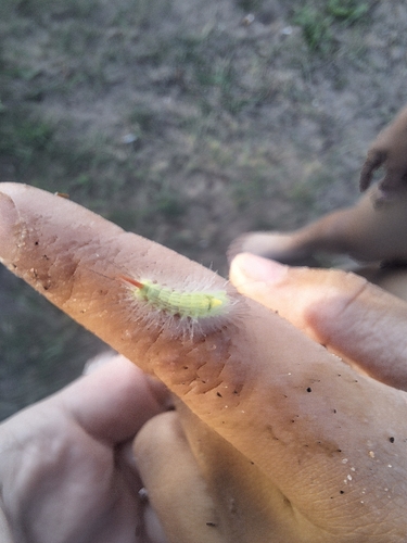 Pale Tussock Moth