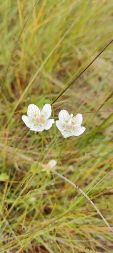 marsh grass-of-Parnassus